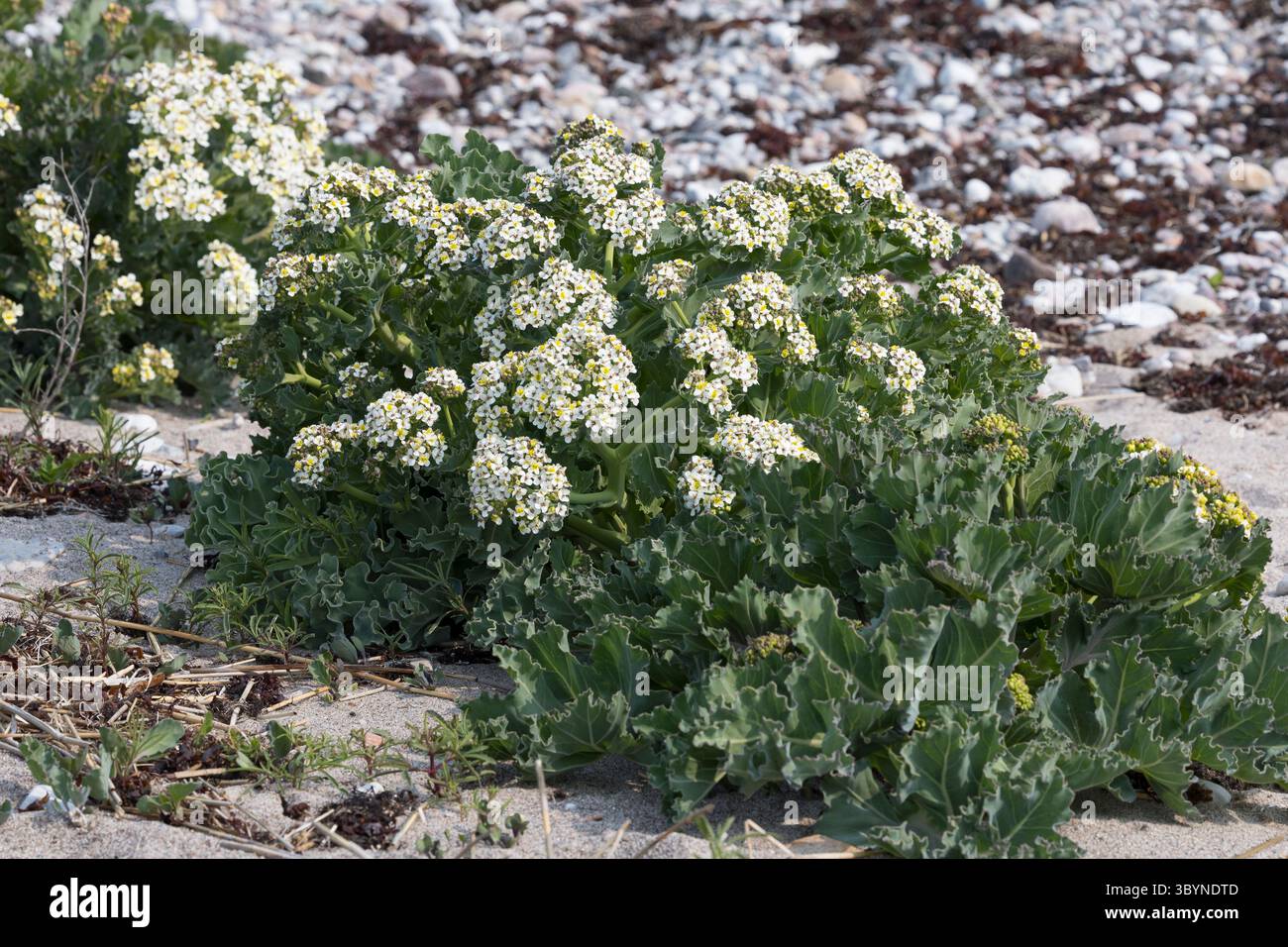 Meerkohl, echter Meerkohl, Meer-Kohl, Crambe maritima, Meerkohl, Seakale, crambe, Le Crambe maritime, la chourbe, le crambé maritime, le Chou marin Stockfoto