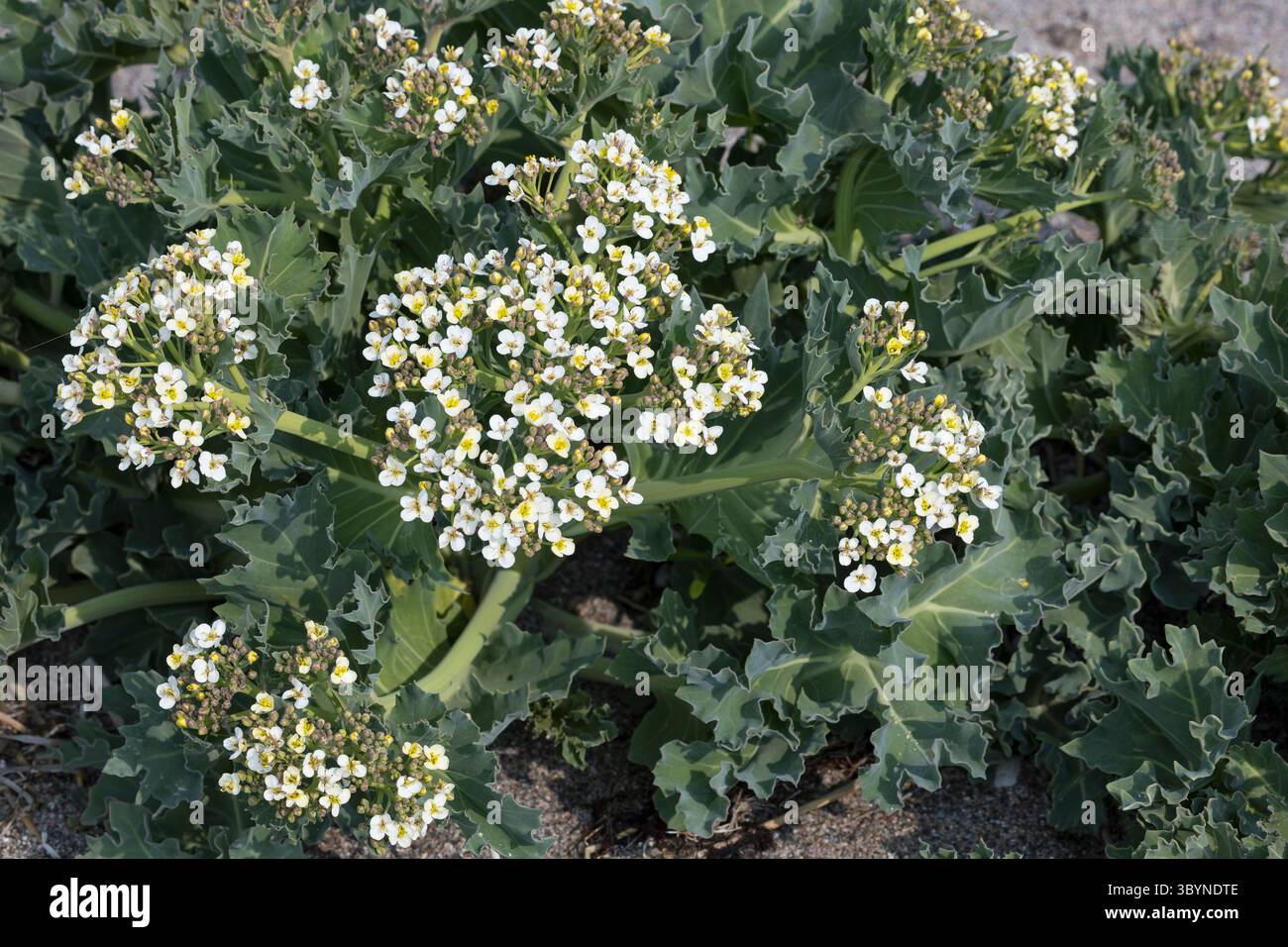 Meerkohl, echter Meerkohl, Meer-Kohl, Crambe maritima, Meerkohl, Seakale, crambe, Le Crambe maritime, la chourbe, le crambé maritime, le Chou marin Stockfoto