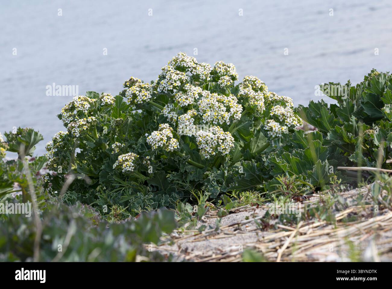 Meerkohl, echter Meerkohl, Meer-Kohl, Crambe maritima, Meerkohl, Seakale, crambe, Le Crambe maritime, la chourbe, le crambé maritime, le Chou marin Stockfoto