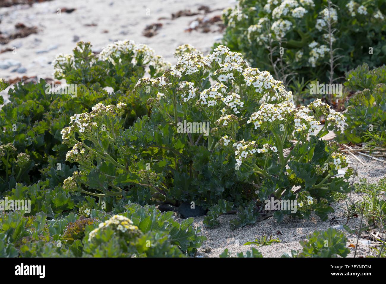 Meerkohl, echter Meerkohl, Meer-Kohl, Crambe maritima, Meerkohl, Seakale, crambe, Le Crambe maritime, la chourbe, le crambé maritime, le Chou marin Stockfoto