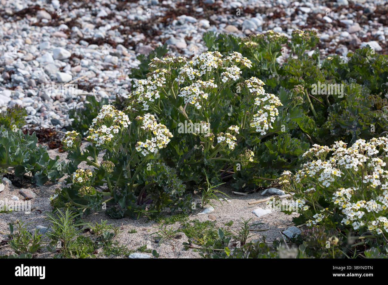 Meerkohl, echter Meerkohl, Meer-Kohl, Crambe maritima, Meerkohl, Seakale, crambe, Le Crambe maritime, la chourbe, le crambé maritime, le Chou marin Stockfoto