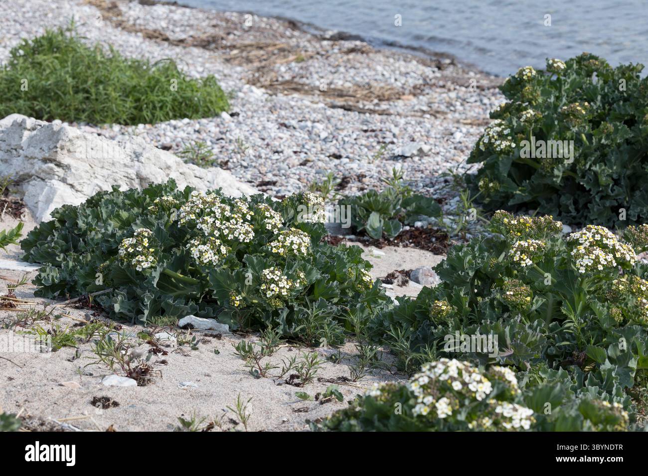 Meerkohl, echter Meerkohl, Meer-Kohl, Crambe maritima, Meerkohl, Seakale, crambe, Le Crambe maritime, la chourbe, le crambé maritime, le Chou marin Stockfoto