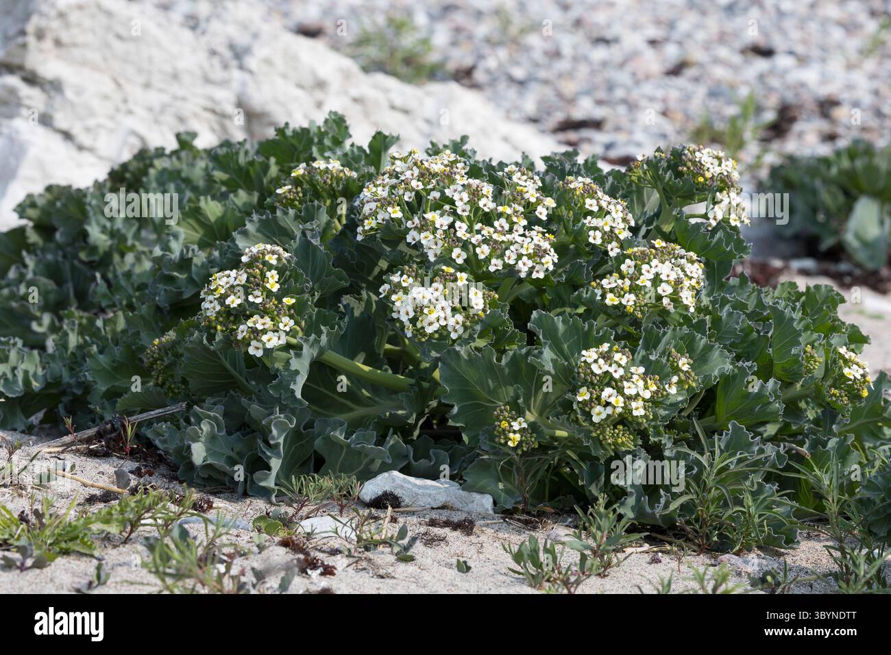 Meerkohl, echter Meerkohl, Meer-Kohl, Crambe maritima, Meerkohl, Seakale, crambe, Le Crambe maritime, la chourbe, le crambé maritime, le Chou marin Stockfoto