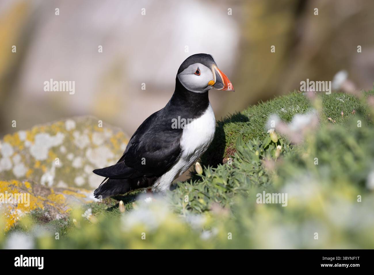 Farbenfroher Puffin auf einer Küstenklippe, umgeben von grünen Pflanzen und Blumen, Saltee Islands, Wexford, Irland Stockfoto
