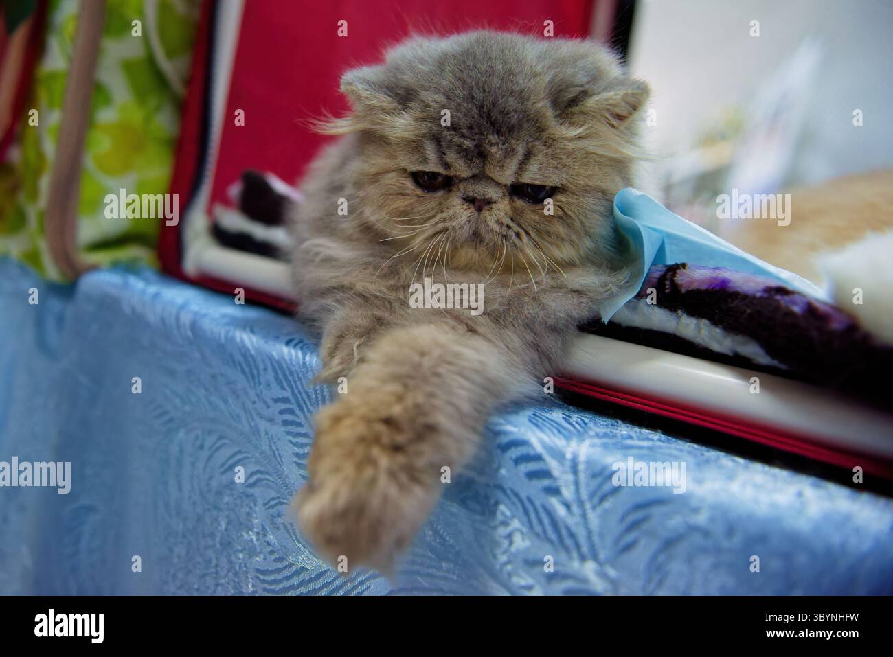 Eine rauchbraune Perserkatze liegt in einem Ausstellungszelt. Nahaufnahme. Stockfoto