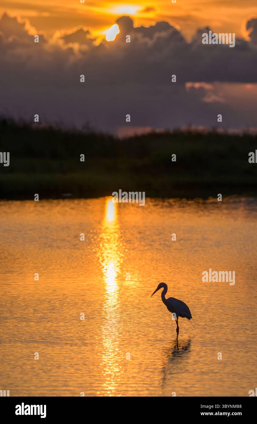 Rötlicher Reiher (Egretta rufescens) bei Sonnenaufgang gegen aufgehende Sonne in einer flachen Lagune in den Feuchtgebieten der Küste, Galveston, Texas, USA. Stockfoto