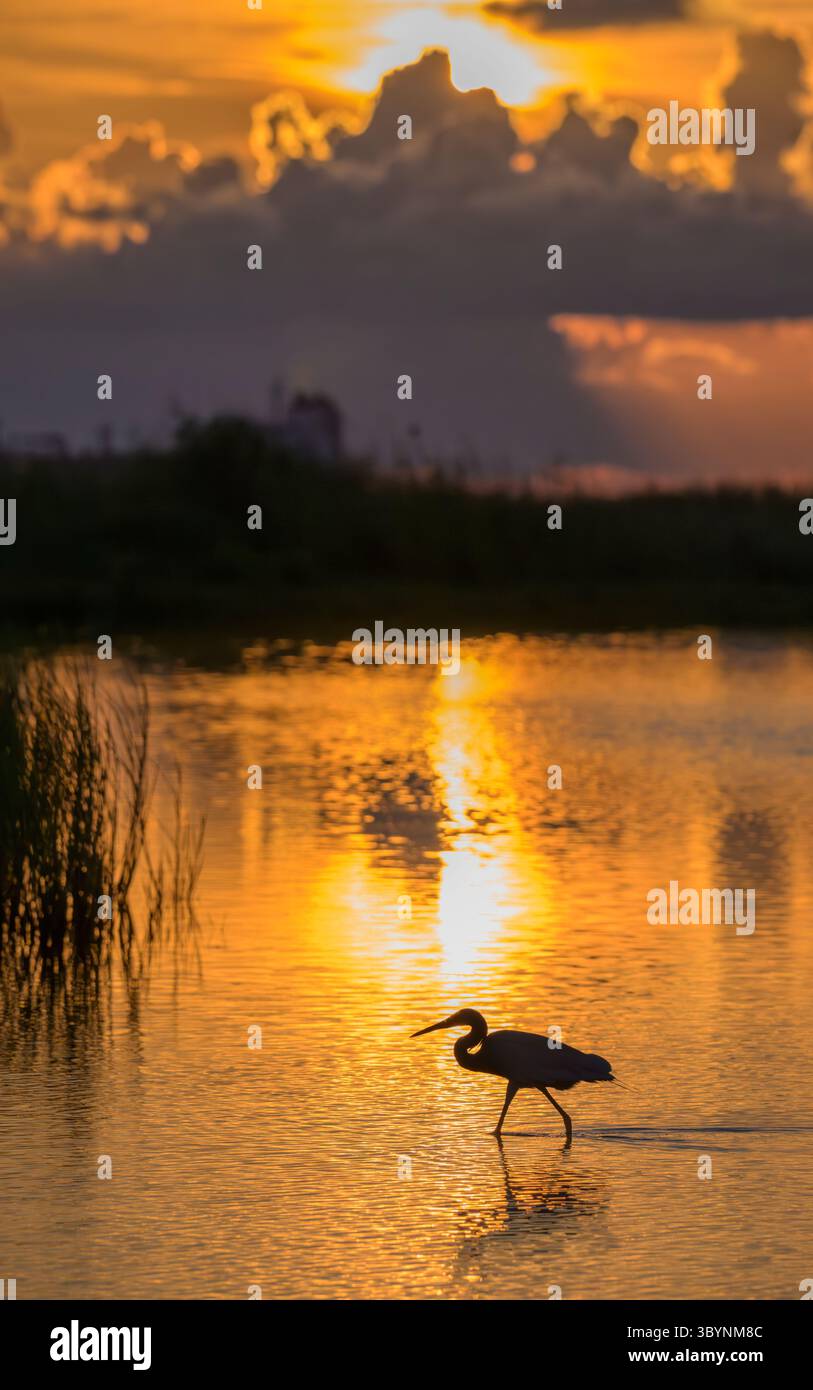 Rötlicher Reiher (Egretta rufescens) bei Sonnenaufgang gegen aufgehende Sonne in einer flachen Lagune in den Feuchtgebieten der Küste, Galveston, Texas, USA. Stockfoto