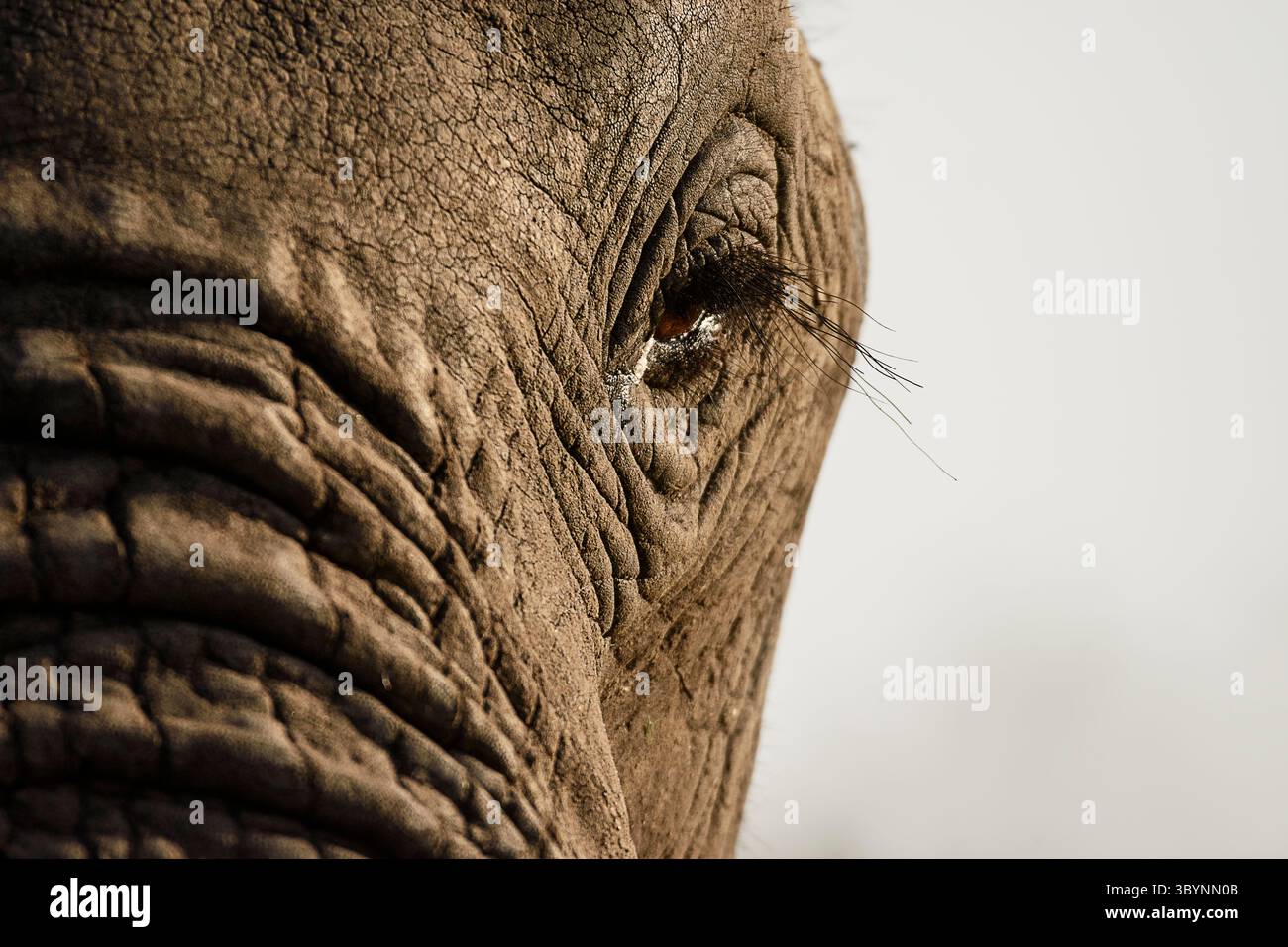 Nahaufnahme eines Elefantenauges Stockfoto