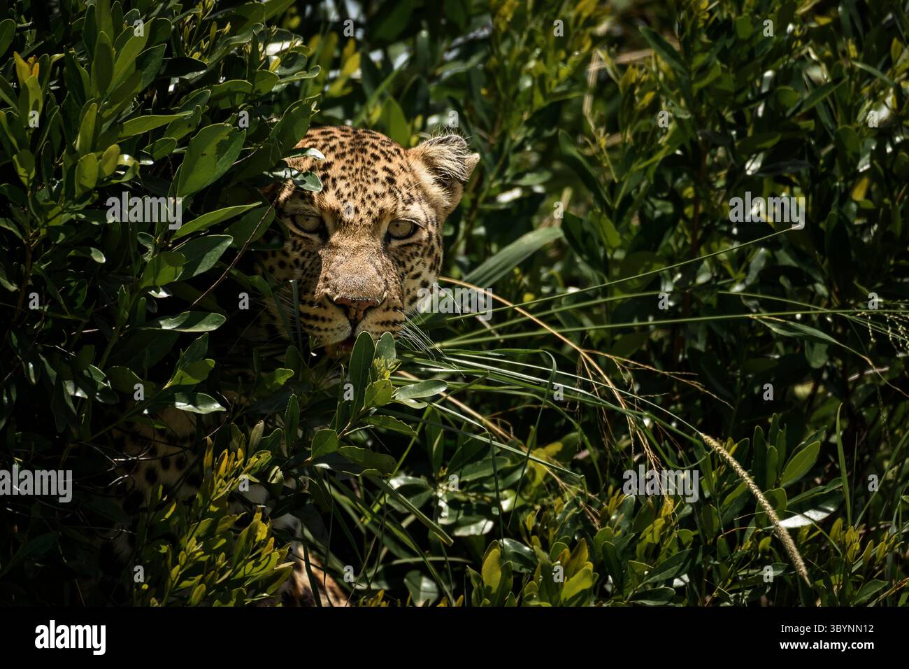 Leopard guckt aus den Büschen Stockfoto