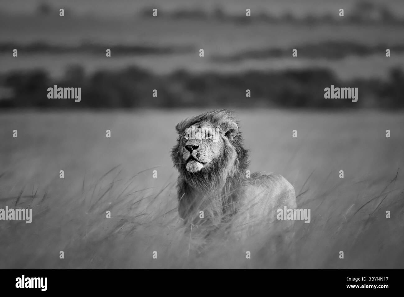 Schwarzweiß-Löwenfoto auf den Ebenen von Maasai Mara Stockfoto