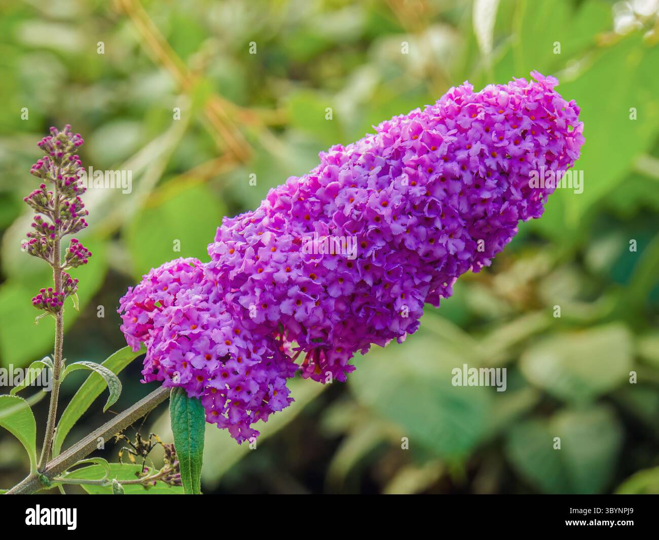 Der Schmetterlingsstrauch blüht in voller Blüte, beleuchtet von der Morgensonne in einem Garten in den östlichen Andengebirgen in Zentral-Kolumbien Stockfoto