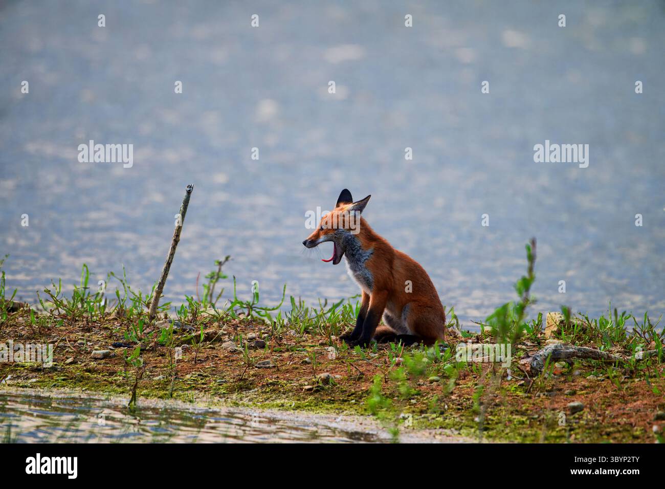 Red Fox Cub sitzt am See und entspannt mit einem frühen Gähnen Stockfoto