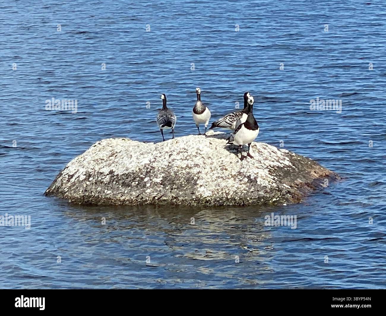 Barnacle Gänse versammeln sich an einem sonnigen Tag auf einem Felsen inmitten eines ruhigen Sees. - Smartphone-aufgenommenes Stockfoto