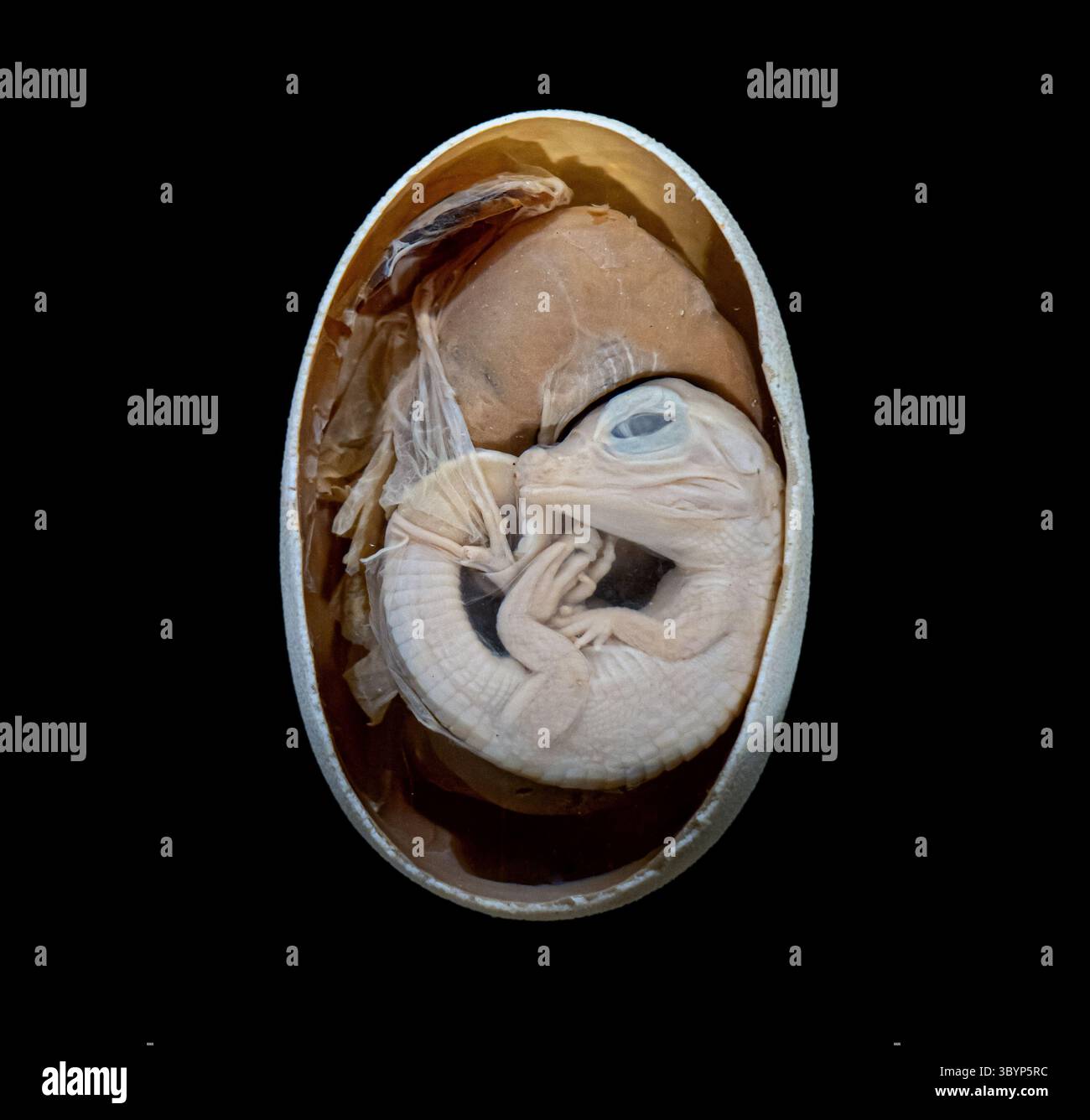 Caiman-Ei, Querschnitt, der breitschnurige Kaiman (Caiman latirostris) isoliert auf schwarzem Hintergrund Stockfoto