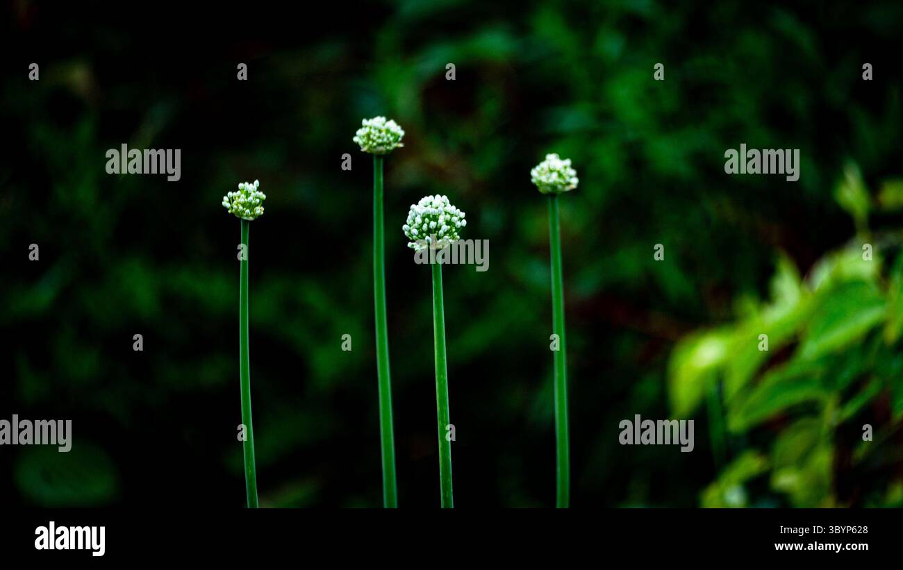 Minimalistische hohe weiße Blütenknospen auf dunkelgrünem Hintergrund Stockfoto