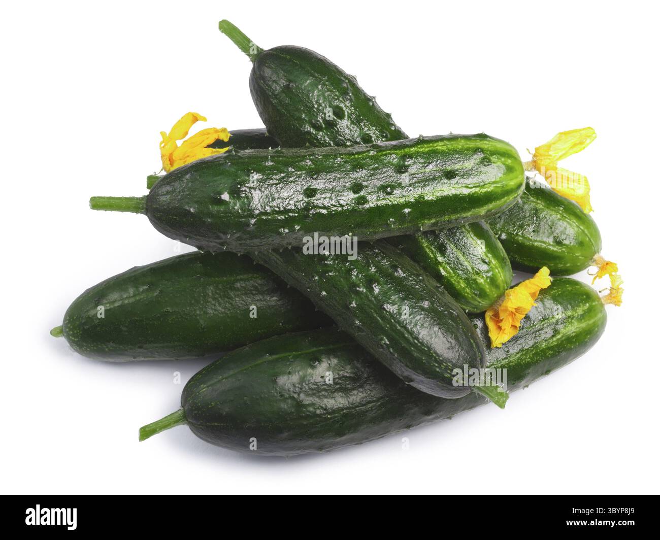 Haufen von frischen kleinen Gurken oder Gurken (Cucumis Sativus), Ansicht von oben. Schneidepfade, Schatten getrennt Stockfoto