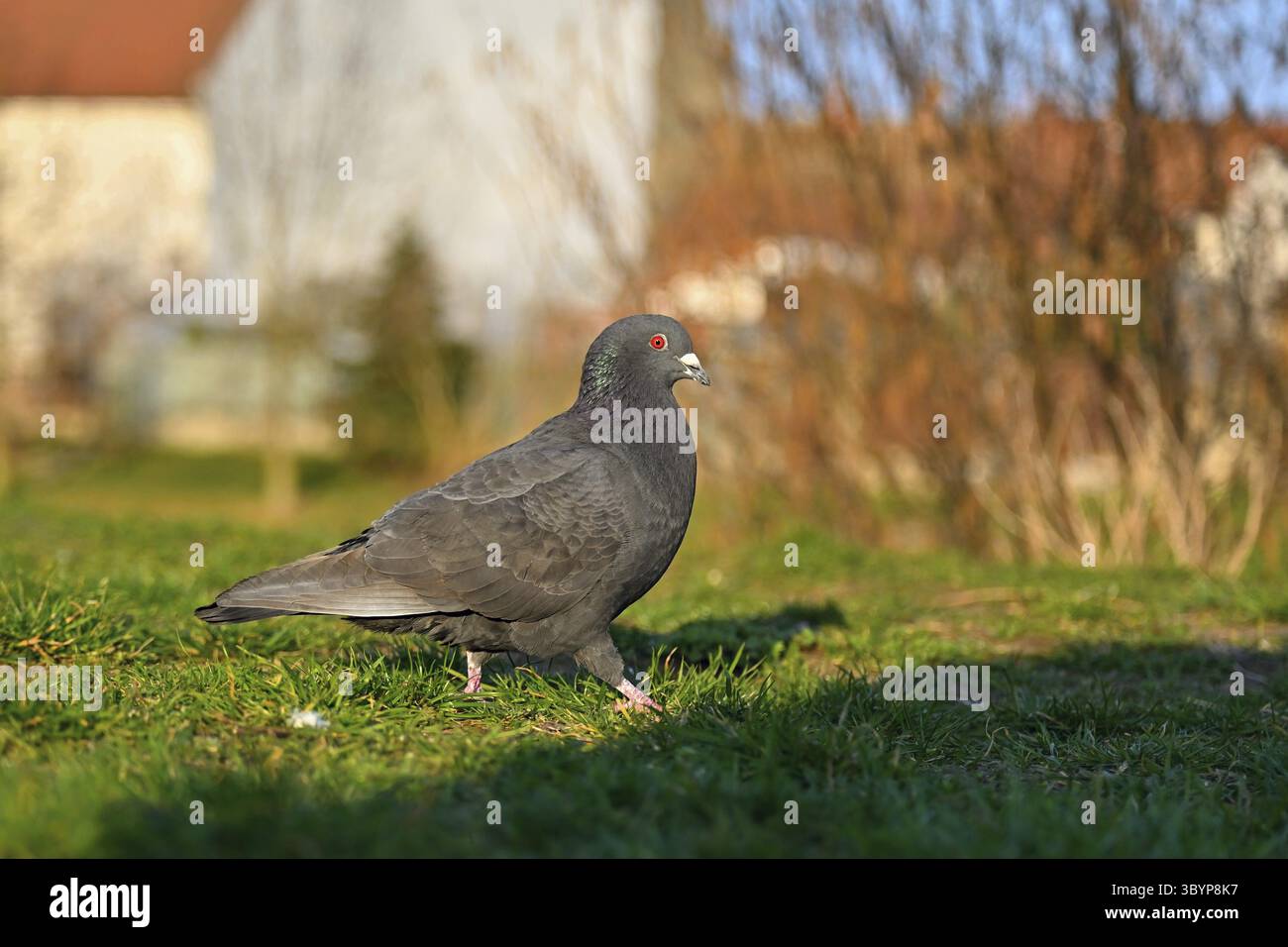 Taube. Schöne Aufnahme des Vogels in der Natur bei Sonnenuntergang. (Columba palumbus) Stockfoto
