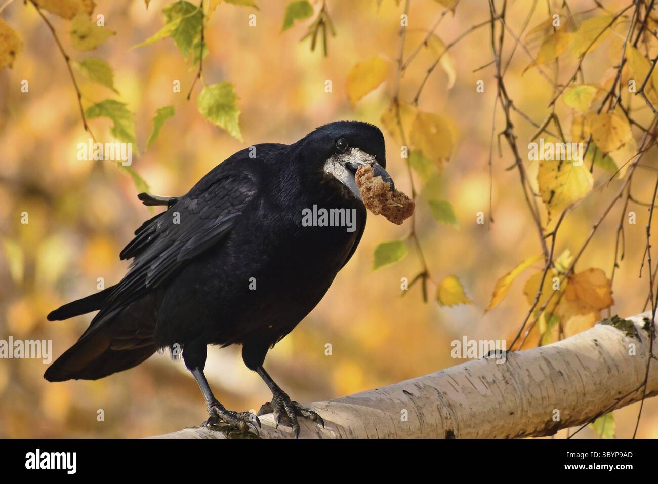 Wunderschönes Bild eines Vogels - Raben / Krähen in herbstlicher Natur. (Corvus frugilegus) Stockfoto