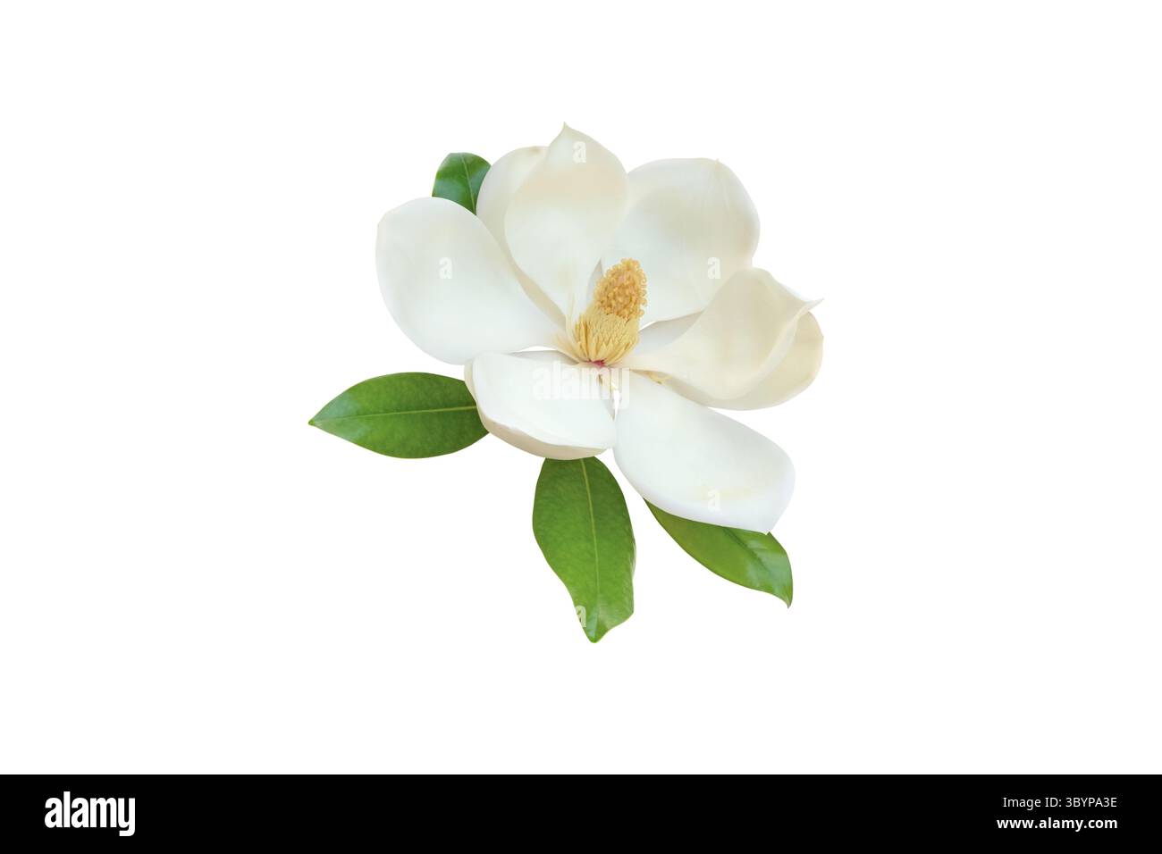 Elegante weiße Magnolienblüte mit glänzend grünen Blättern isoliert auf weißem Hintergrund. Ideal für botanisches Design, Naturkosmetik, Blumenverpackungen, Stockfoto