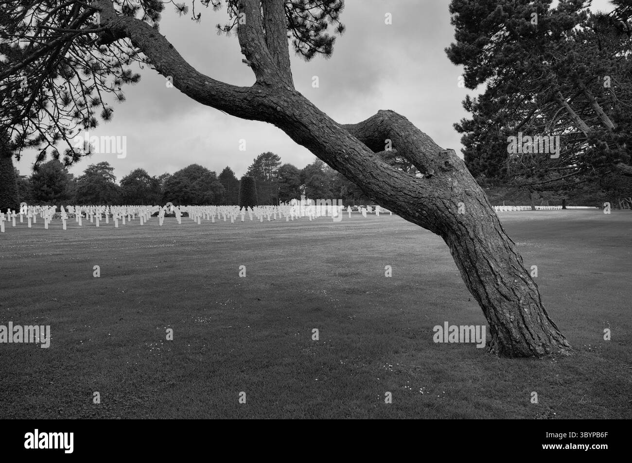 Windgekrümmte Schwarzkiefer (Pinus nigra), Grabsteine, Kriegsgräber, Soldatengräber, Militärfriedhof, Normandie American Cemetery and Memorial, Omaha Beach Stockfoto