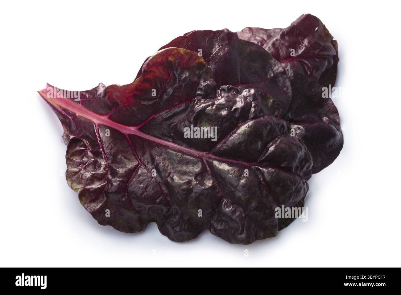 Blätter von Ruby Mangold oder Mangold (Beta Vulgaris Subspecies Cicla-Gruppe). Schneidepfade, Schatten getrennt, Top Aussicht, Fokus auf Vordergrund Blatt Stockfoto