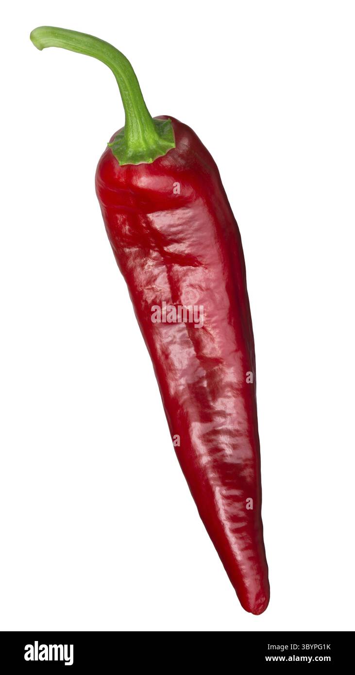 Numex Espanola Verbesserte chili Pfeffer, ganze reif. Neue mexikanische pod-Typ (Hatch chile) Stockfoto