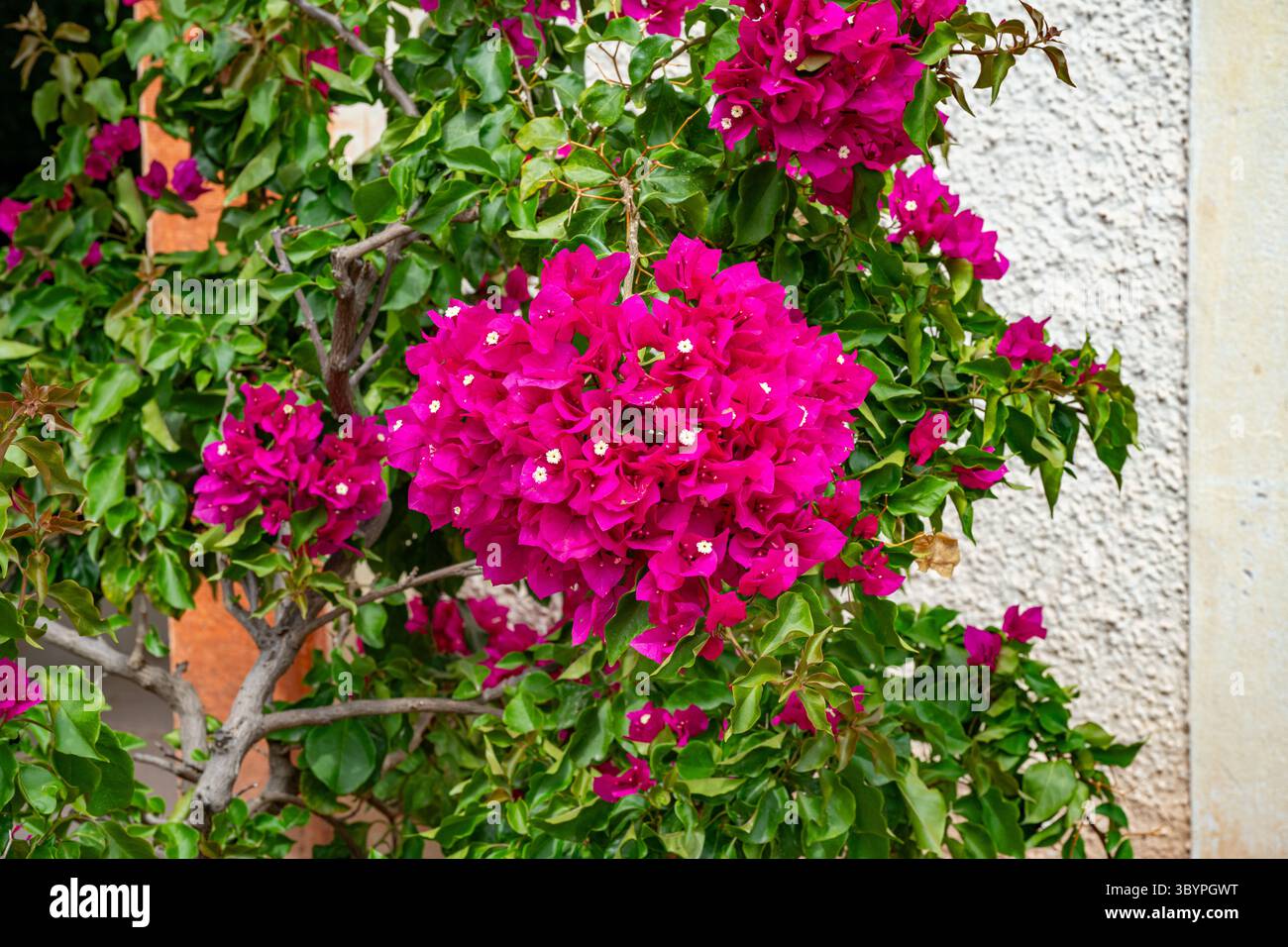 Papierblume (Bougainvillea Glabra), Zypern, Griechenland, Europa Stockfoto