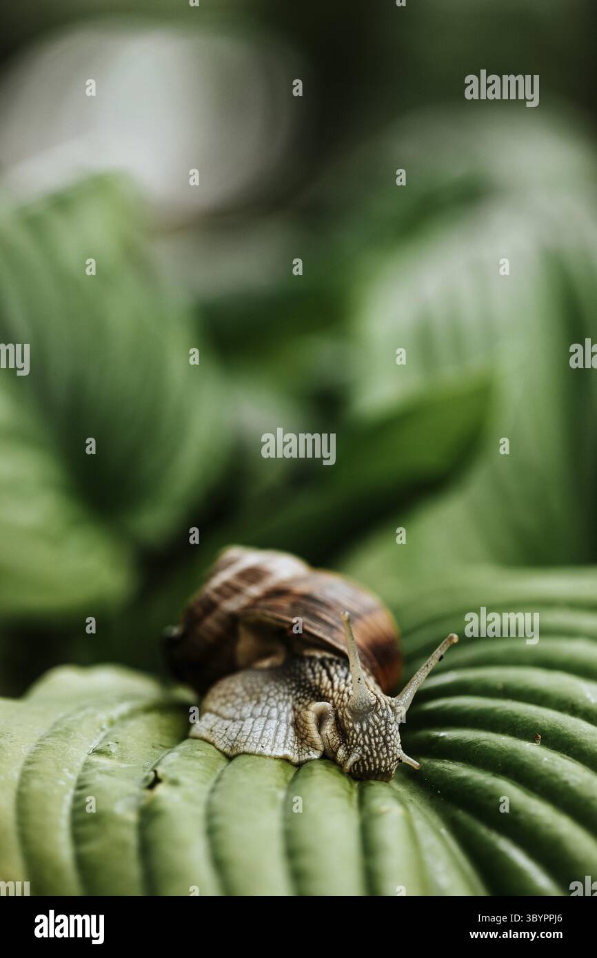 Schnecke mit dem Haus auf dem Rücken gleiten auf den grünen Blättern im Garten Stockfoto