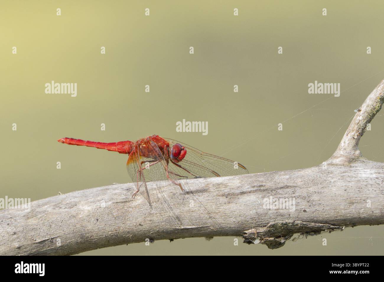 Pyrrhosoma nymphula, Tulcea, Rumänien Stockfoto