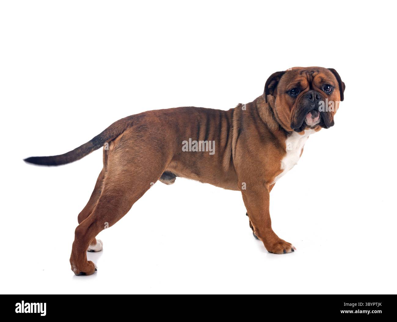 Kontinentale Bulldogge vor weißem Hintergrund Stockfoto