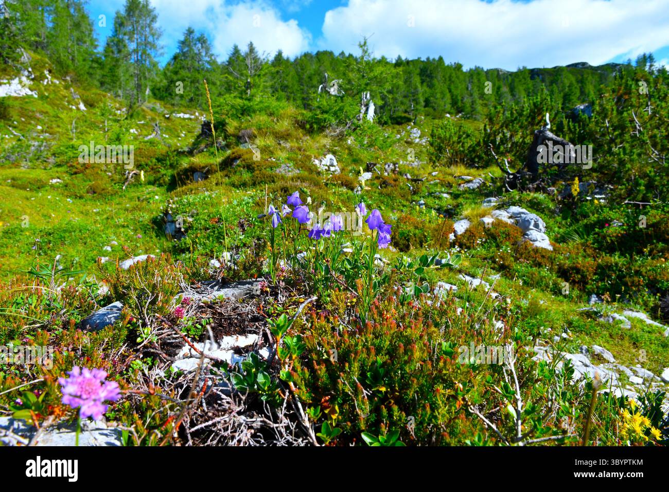 Blaue Campanula scheuchzeri Alpenblüten im selektiven Fokus Stockfoto