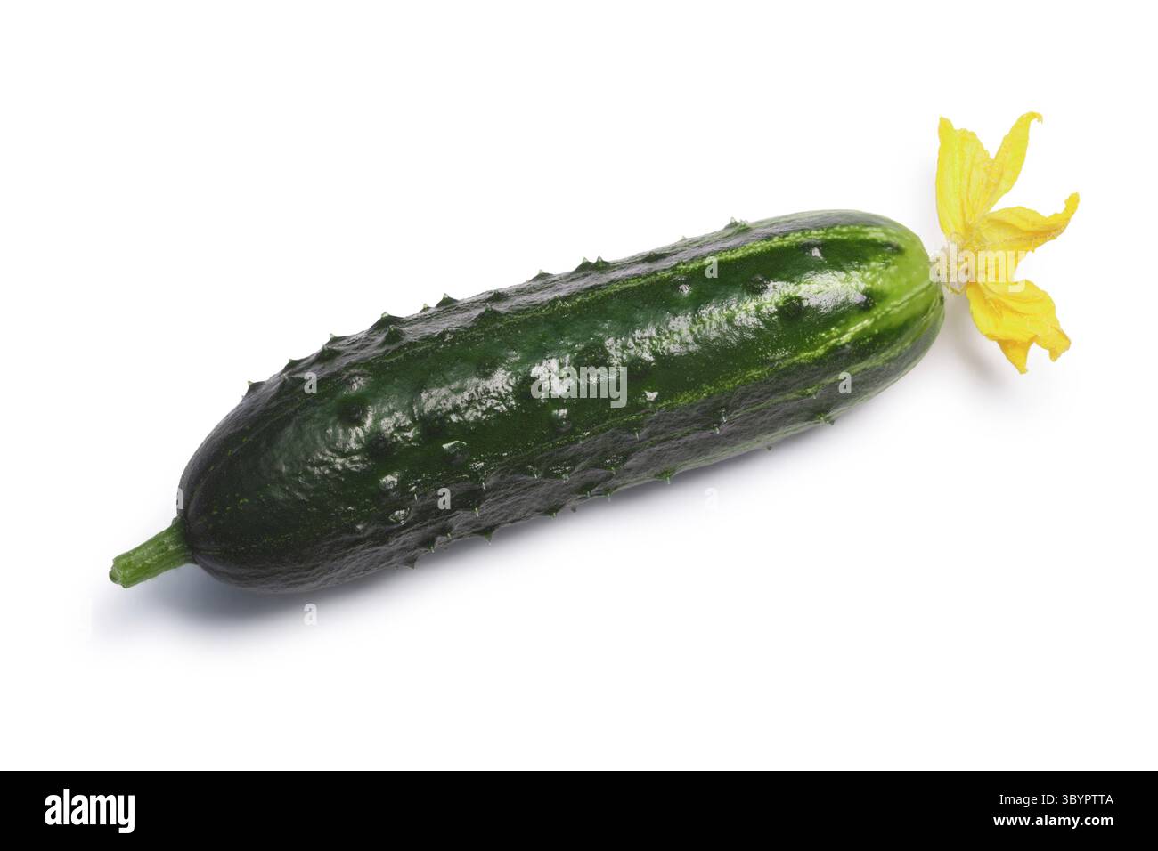 Frische kleine Gurke oder Gurke (Cucumis Sativus), Ansicht von oben. Schneidepfade, Schatten getrennt Stockfoto