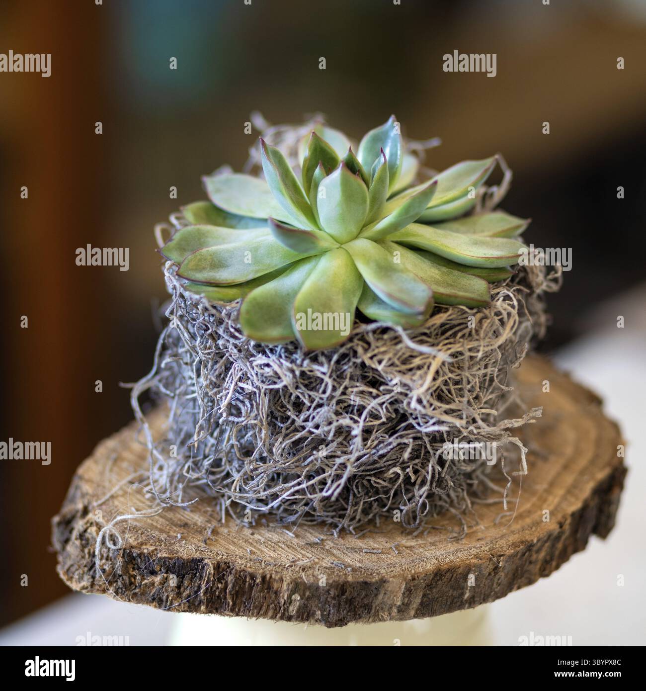 Kleine Sukkulente auf dem Holzteller Stockfoto