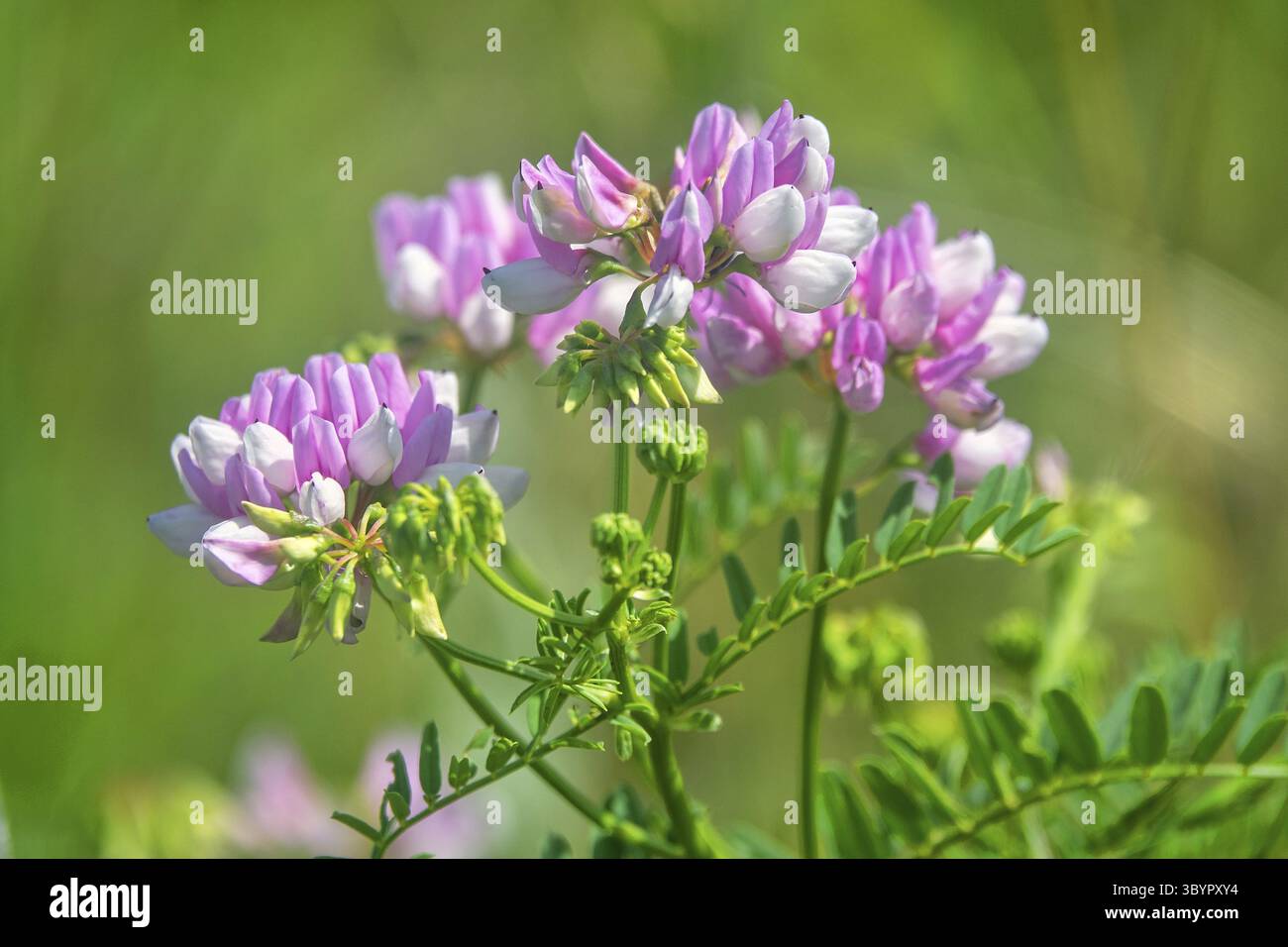 Kriechkronenwicke (Coronilla varia) rosa Blumenläufer in sekundärer Trockensteppe. Halbinsel Kertsch, Krim Stockfoto