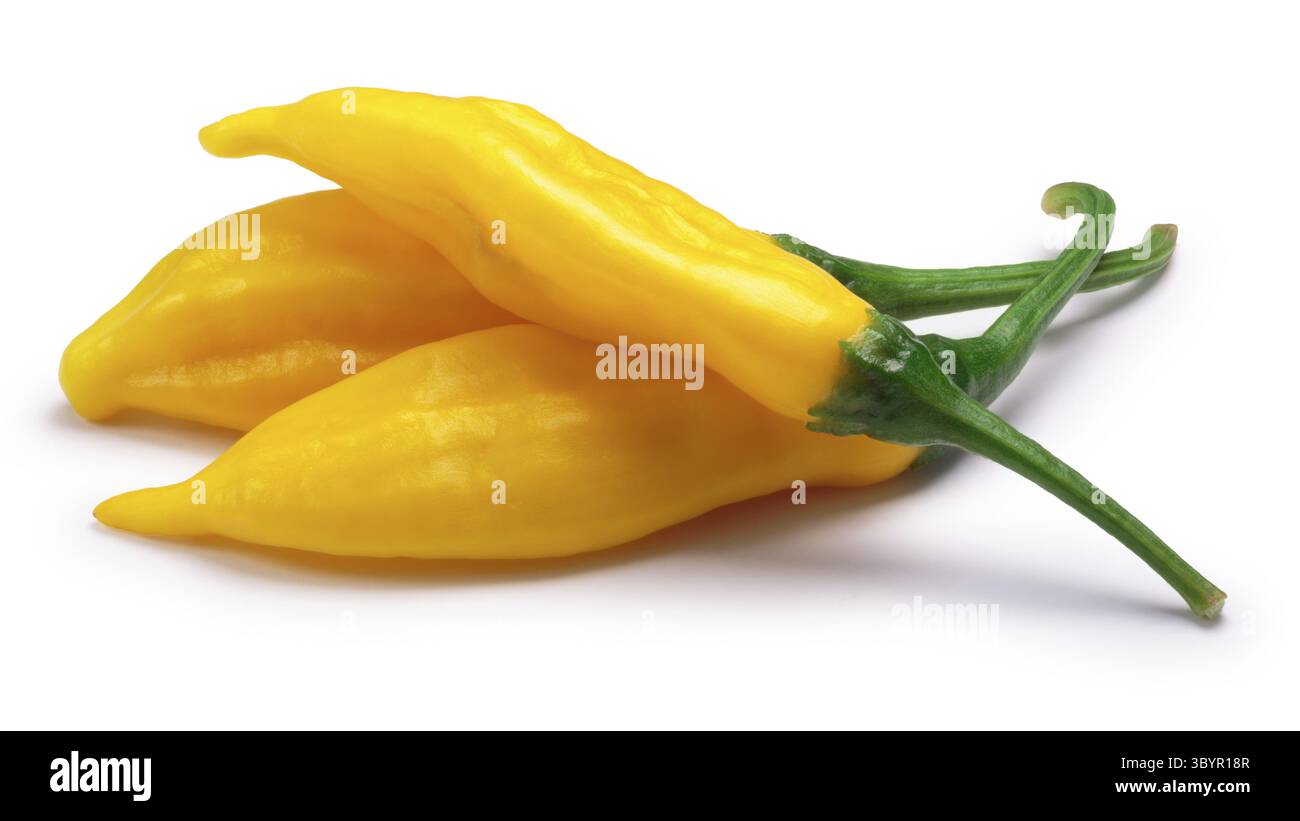 Aji Lemon Drop Chile Pfeffer (Capsicum baccatum). Beschneidungspfade, Schatten getrennt Stockfoto