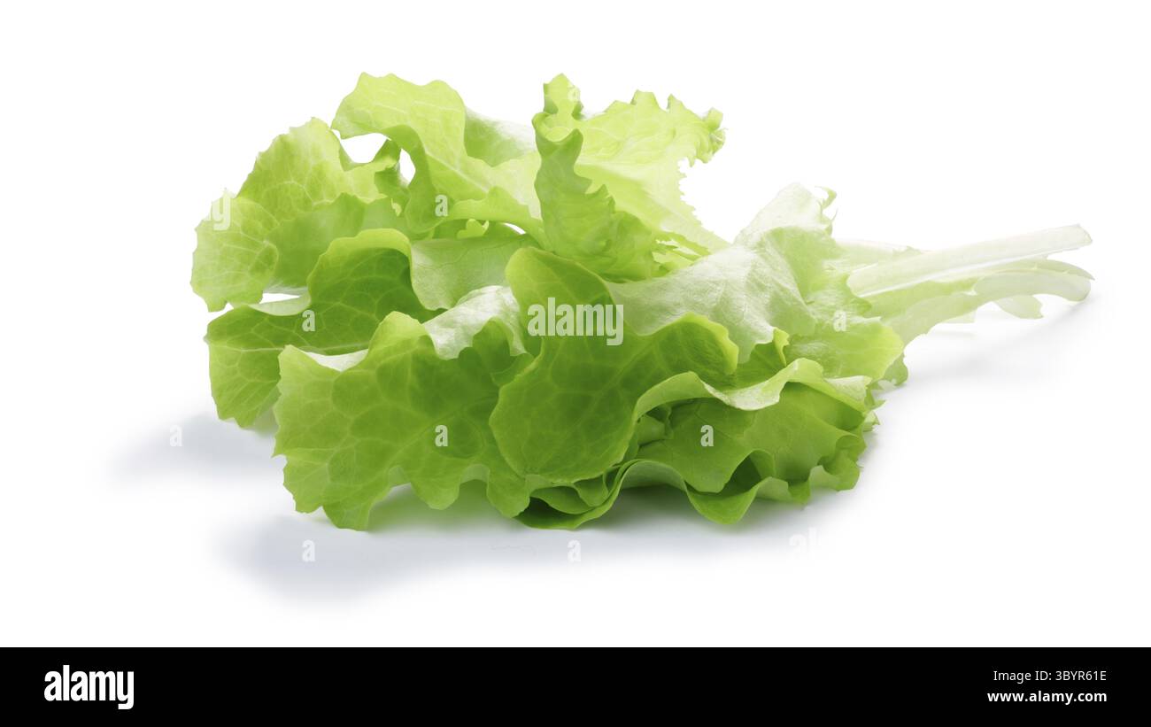 Lollo Bionda Salat-bezogenen grünen Salatblättern. Schneidepfade, Schatten getrennt Stockfoto