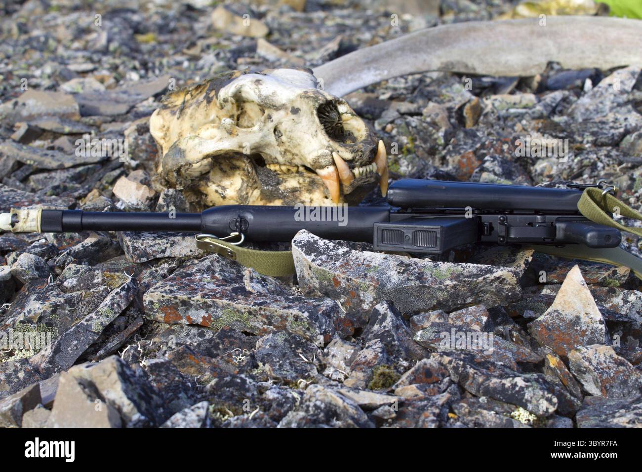 Eisbär Schädelgebiet Nowaja Semlja Stockfoto