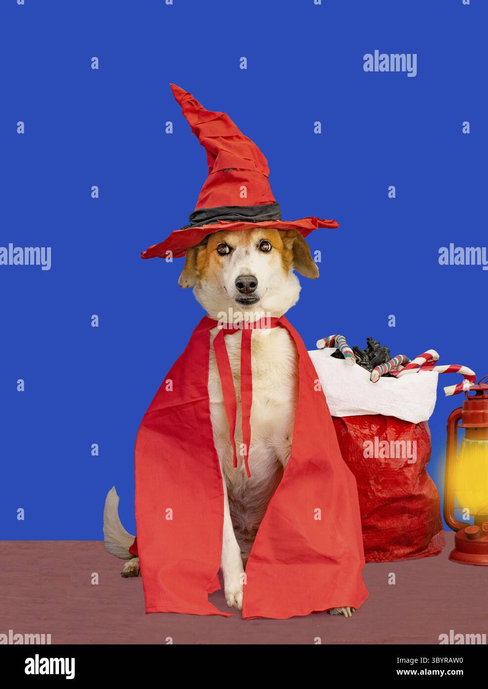 Hund in Béfana-Kostüm, Umhang und roter Hut auf dem Dach, mit Besen, Laterne und einer Tüte Leckereien Stockfoto