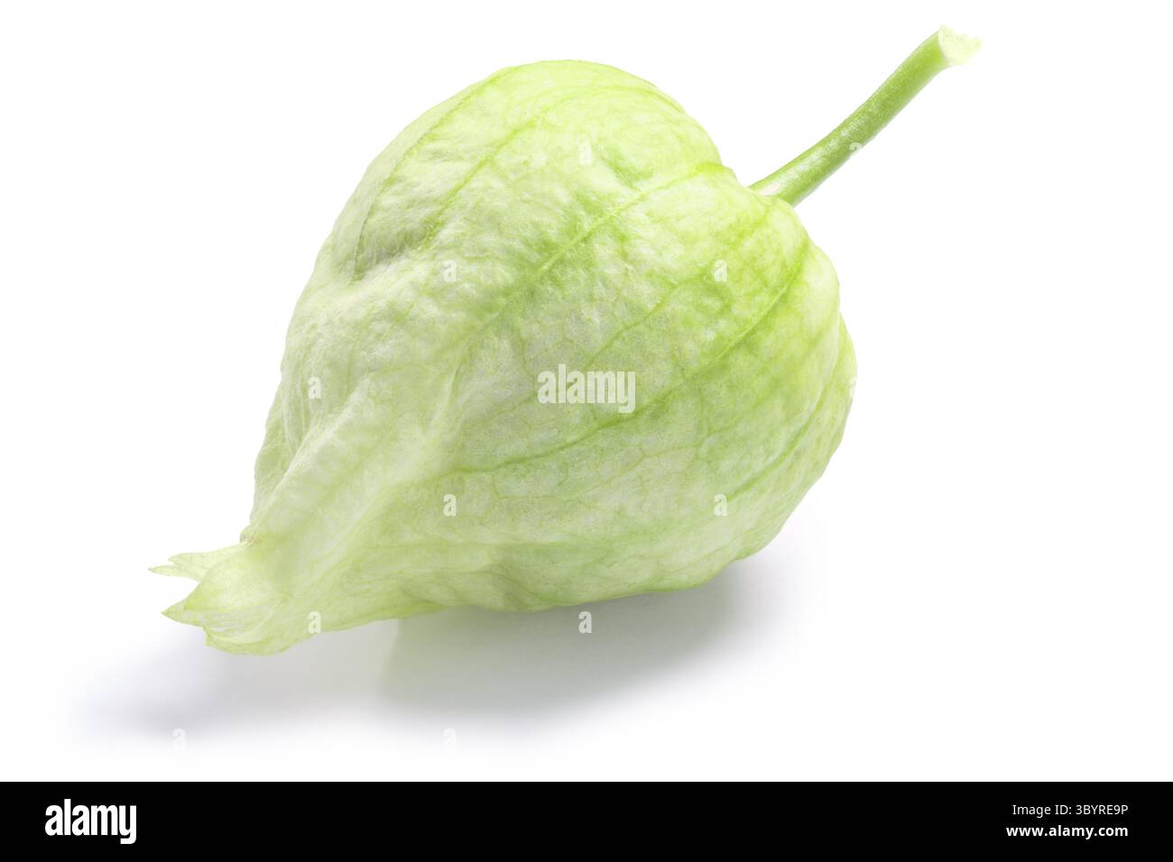 Einzelne grüne Tomatillo (Physalis Philadelphica) in eigener Schale. Schneidepfade, Schatten getrennt Stockfoto