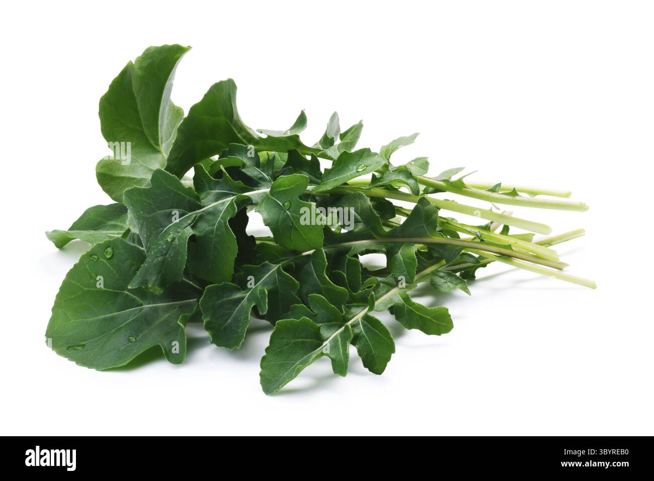 Frischer, großblättriger Rucola (Eruca sativa) Blattsalat. Beschneidungspfade, Schatten getrennt. Natürliches Tageslicht Stockfoto