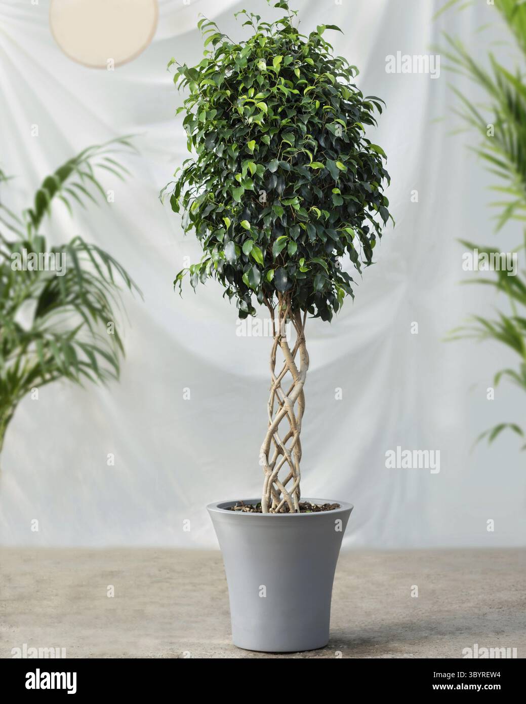 alocasia stingray variegata Alocasia Stingray Variegata