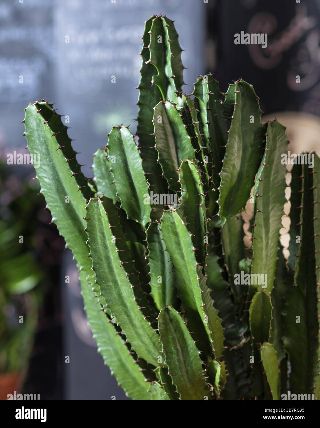 Großer Kaktus aus nächster Nähe Stockfoto