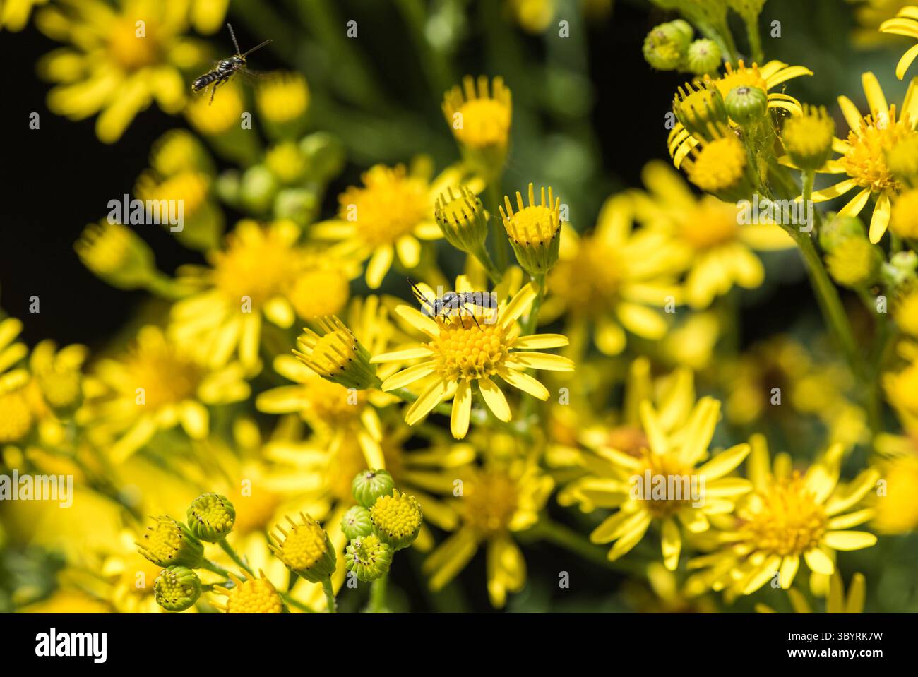 Eine kleine Biene (Lasioglossum sp.) Auf Ragwort bei Rye Meads, Herts. Beachten Sie, dass die Biene oben links auf dem Foto fliegt. Stockfoto
