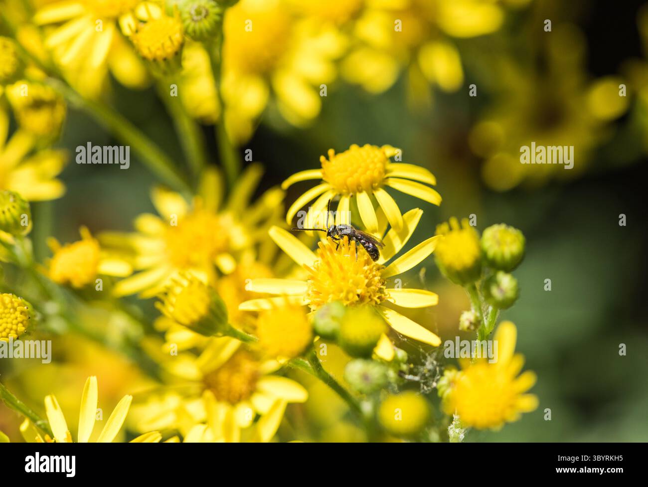 Eine kleine Biene (Lasioglossum sp.) Auf Ragwort bei Rye Meads, Herts. Stockfoto