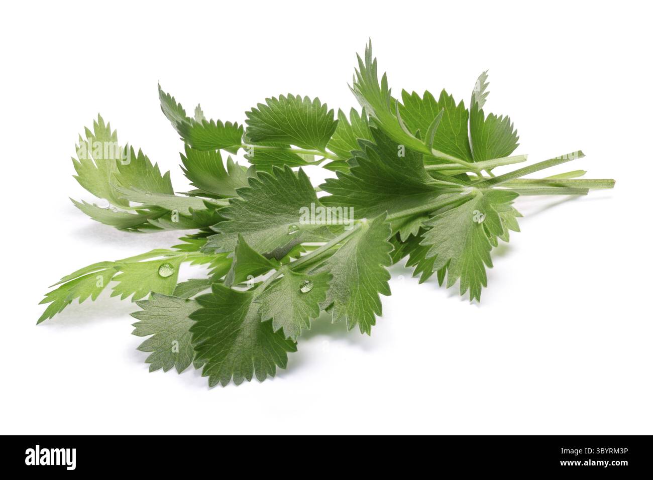 Bund frischen echten Anis oder Anis verlässt (Pimpinella Anisum). Schneidepfade, Schatten getrennt Stockfoto