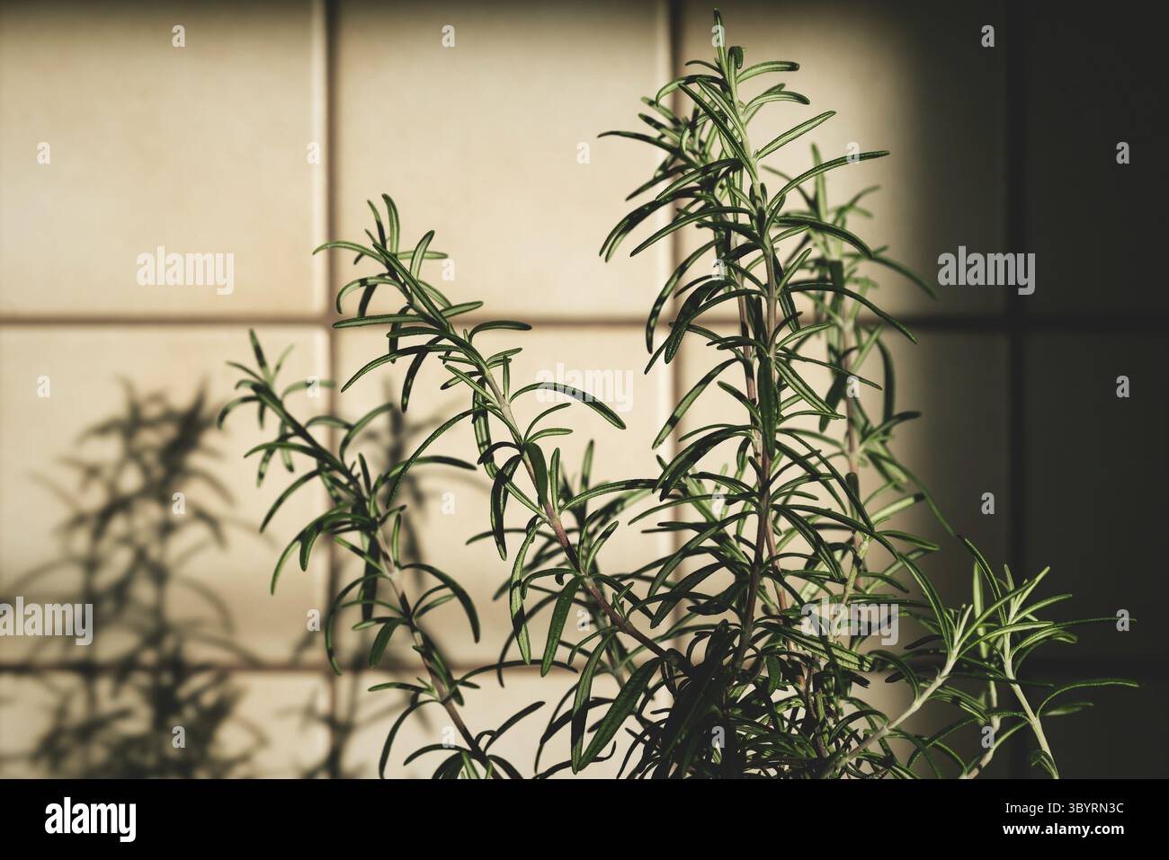 Frische Rosmarinpflanze in Vintage-Küche mit gelben Fliesen sonnenbeleuchtet Mit Schatten Stockfoto