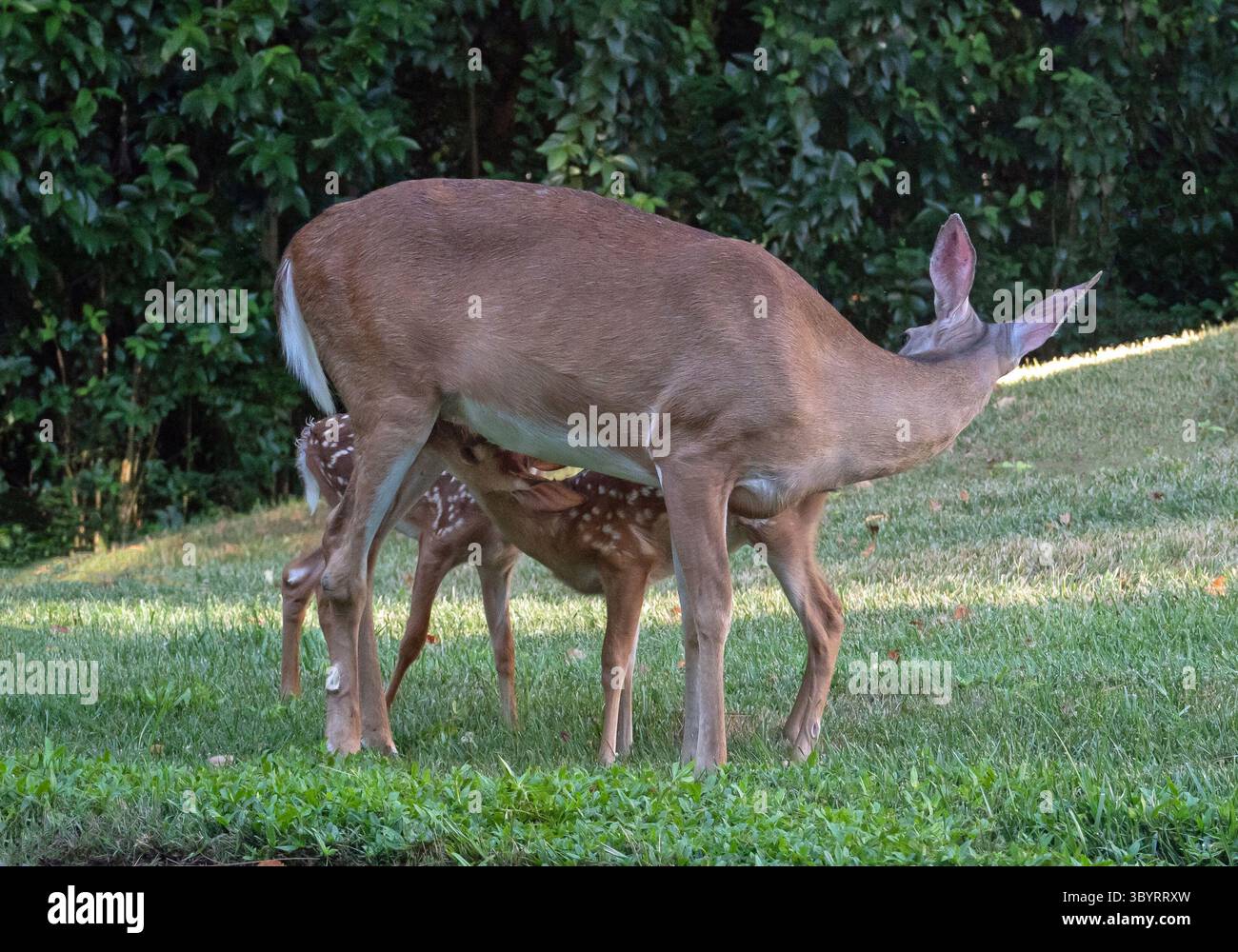Nahaufnahme von stillenden Zwillingsweissagelhirschkitzen in einem städtischen Vorhof. Stockfoto