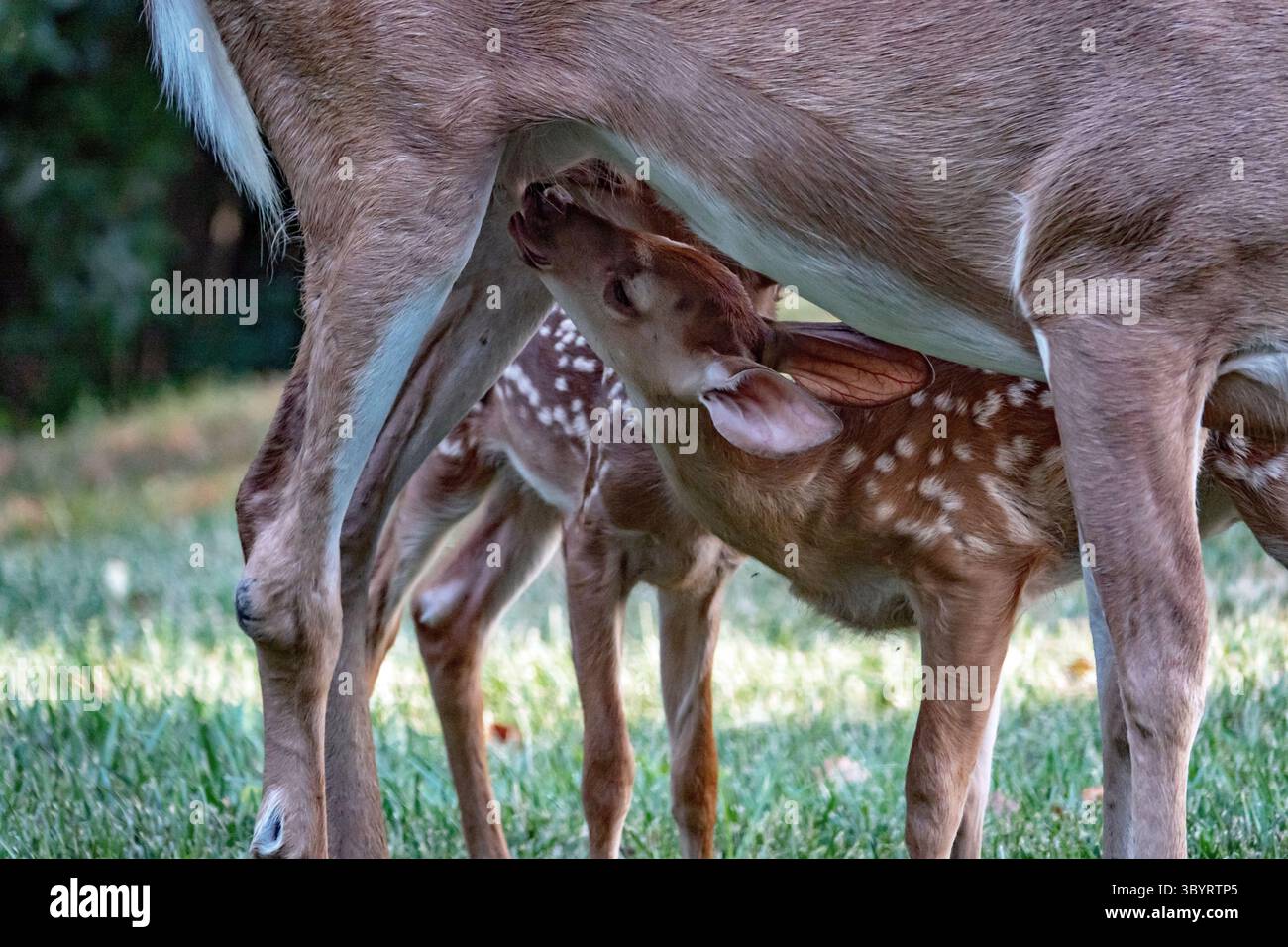 Nahaufnahme von stillenden Zwillingsweissagelhirschkitzen in einem städtischen Vorhof. Stockfoto