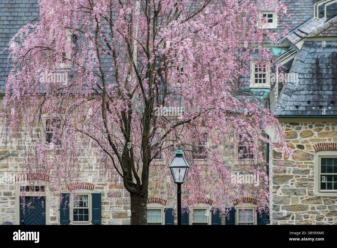 Blooming Tree an der Mährischen Universität, Bethlehem, PA, USA Stockfoto