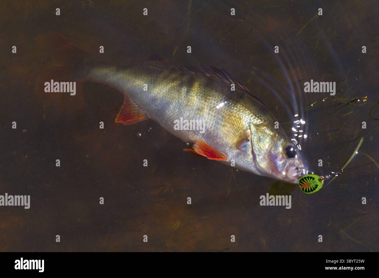 Der Barsch wird in Nahaufnahme auf einem Drehkreuz gefangen Stockfoto